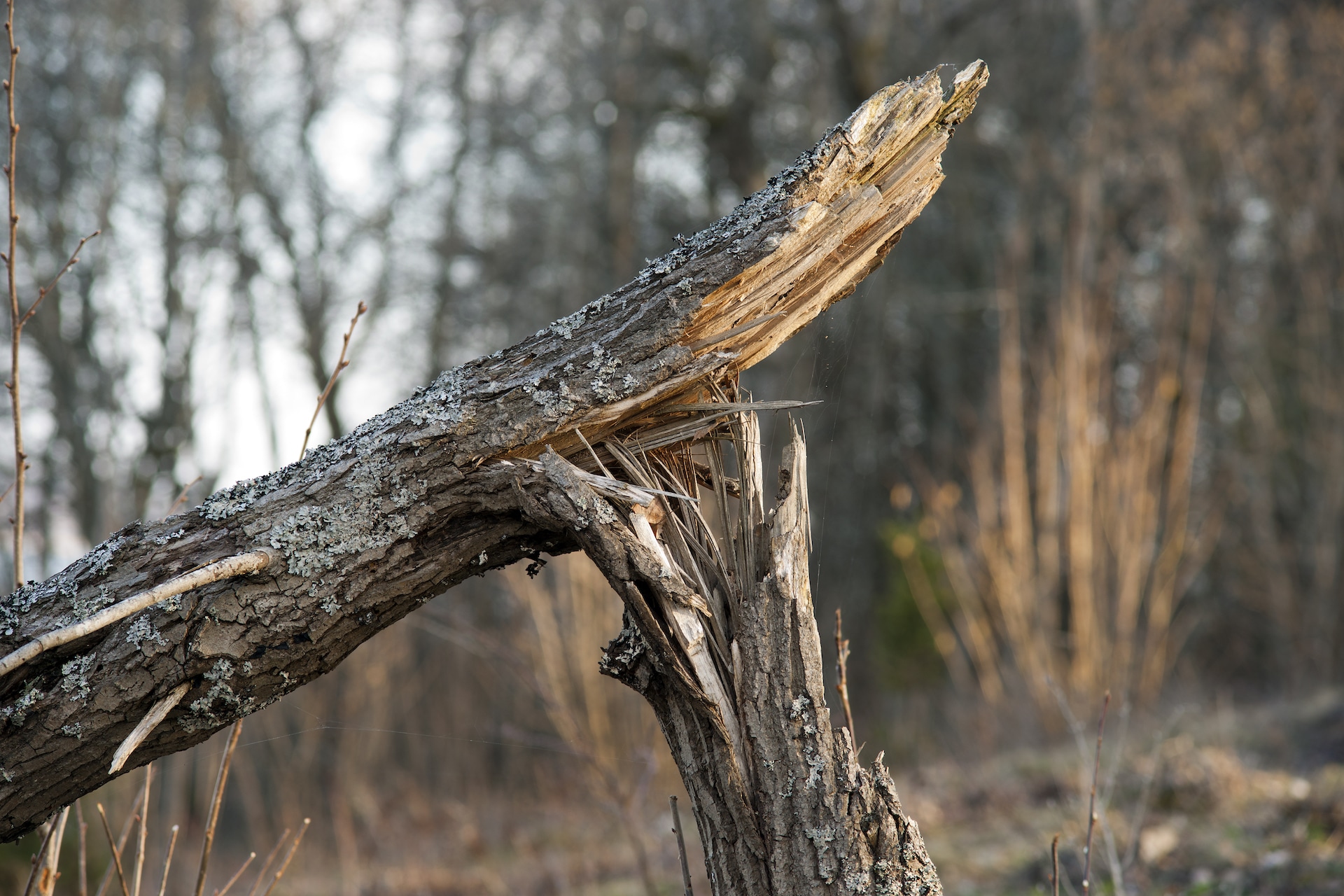 Experience immaculate, spotless, and thorough cleaning with weclean. Four DIY Tips For After Storm Cleanup - Green Acres Landscape Salem, Oregon