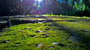 Moss as a Climate Ally