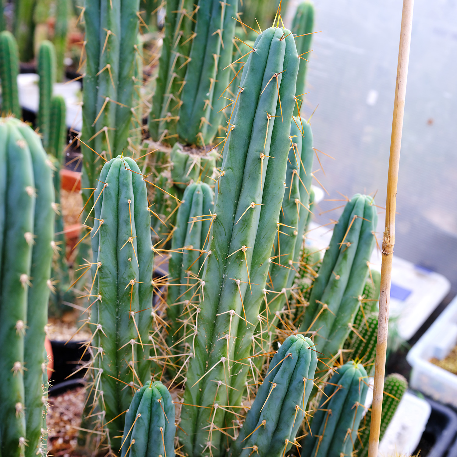 Bridgesii Psycho0 - Green Candy Genetics