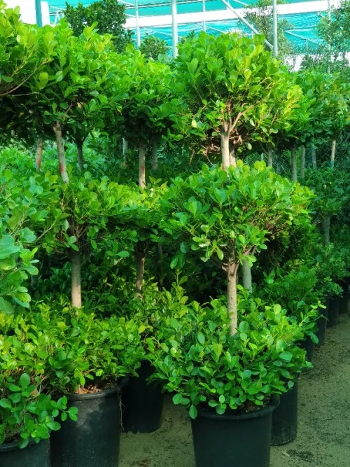 Ficus Microcarpa Cone Shape Greencore Plants Outdoor Plant Dubai
