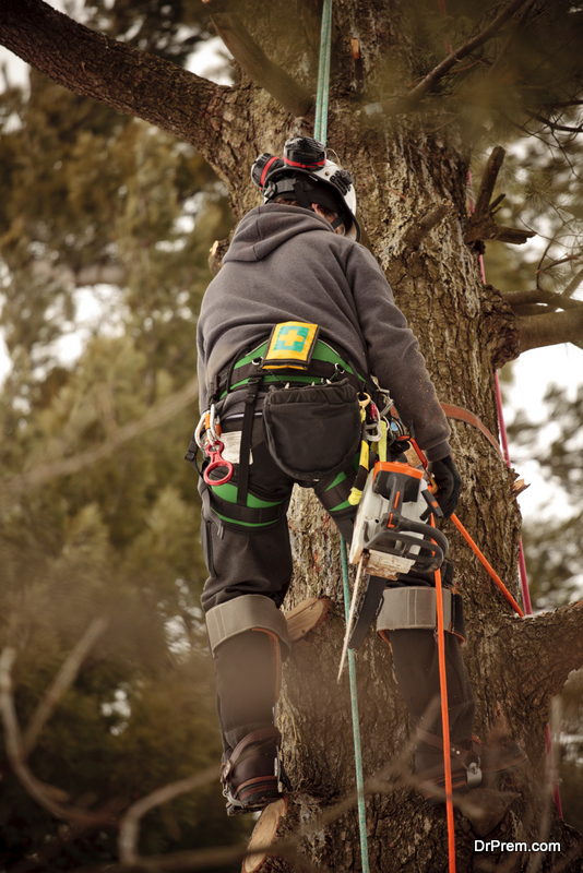 Arborist climbing tree to cut branches. Green Diary A comprehensive