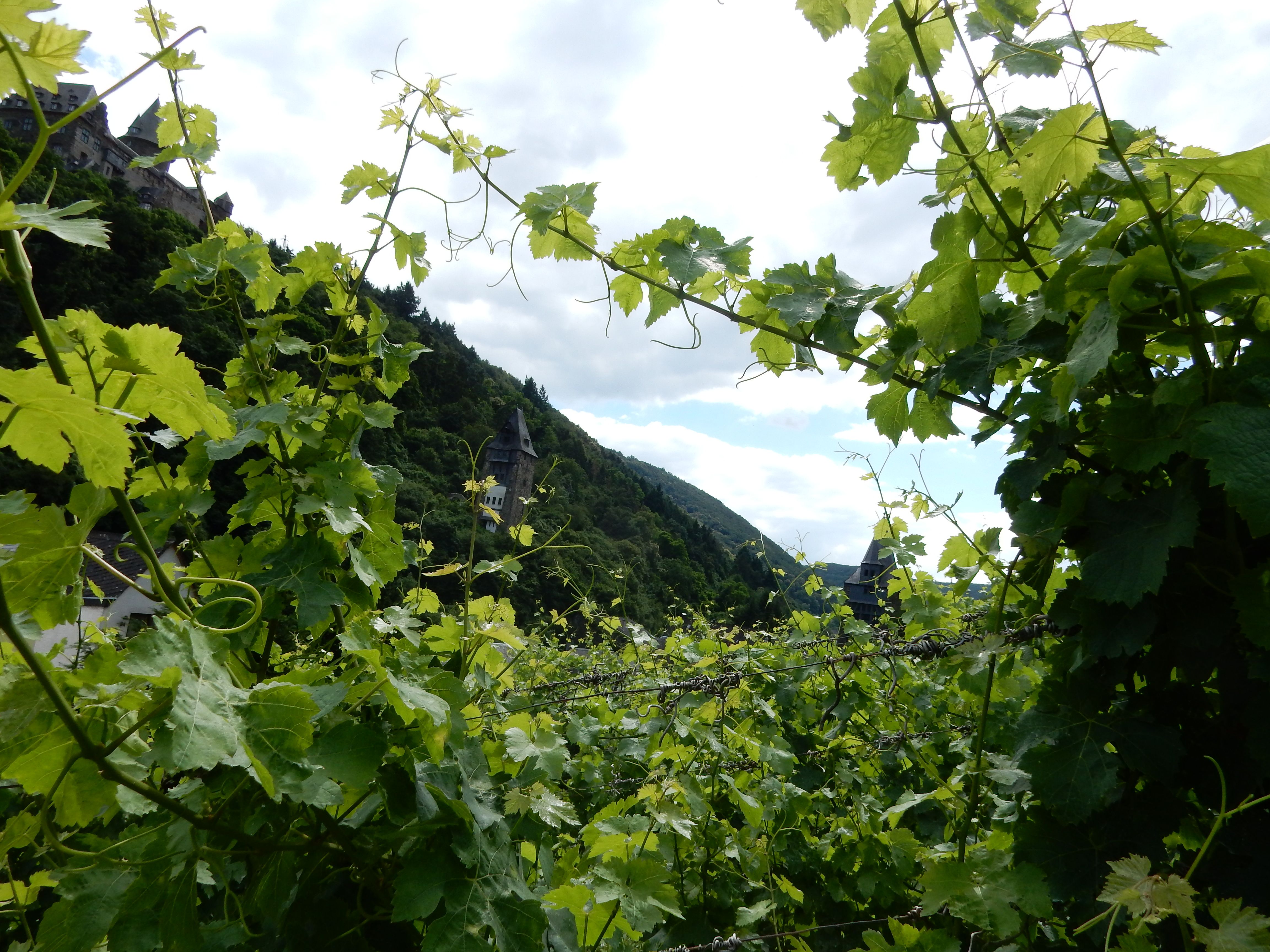 bacharach2