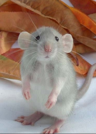 cute version of research lab rat