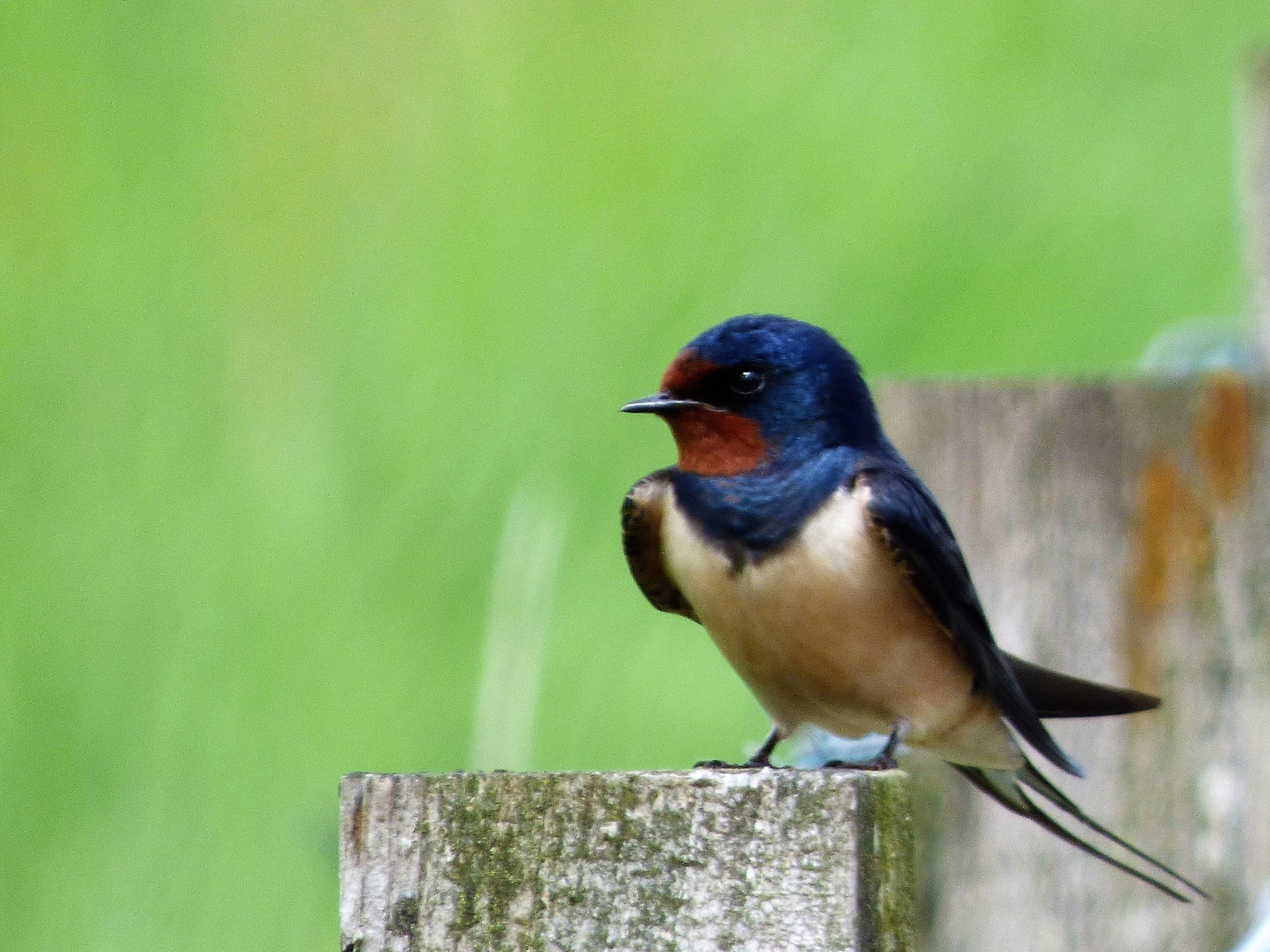 A beautiful swallow