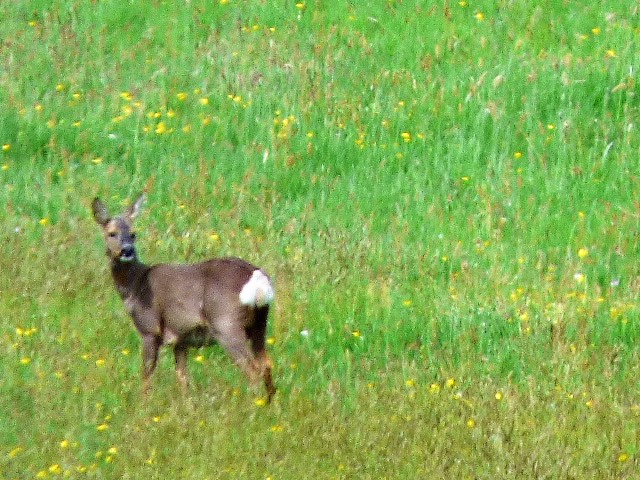 Roe Deer