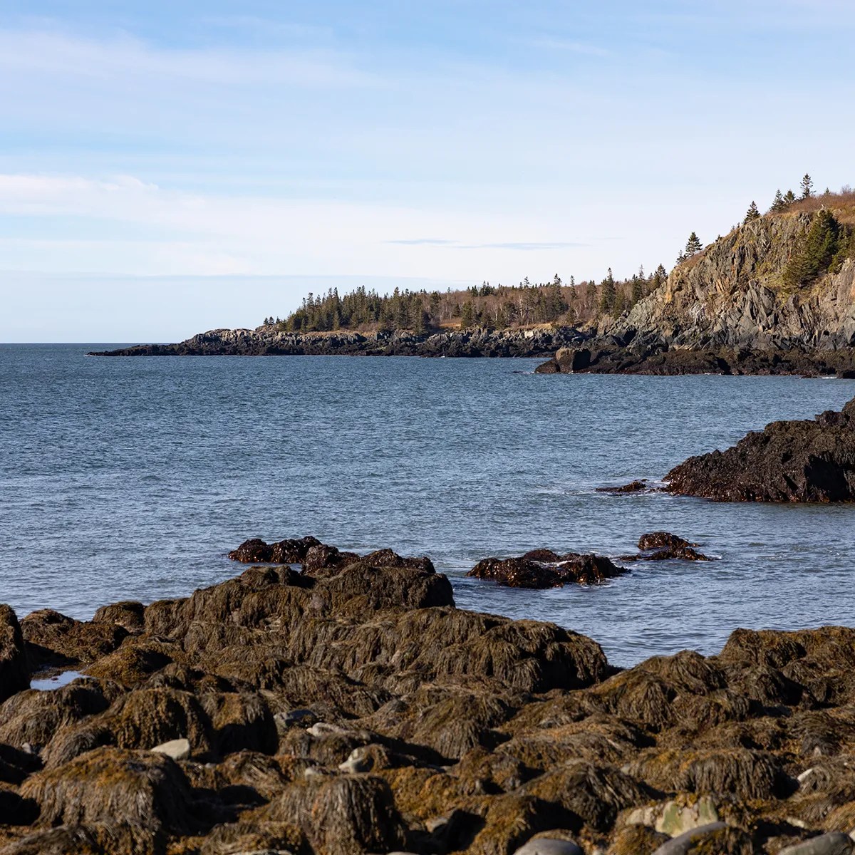 Seaweed covered rocks in Cobscook Bay