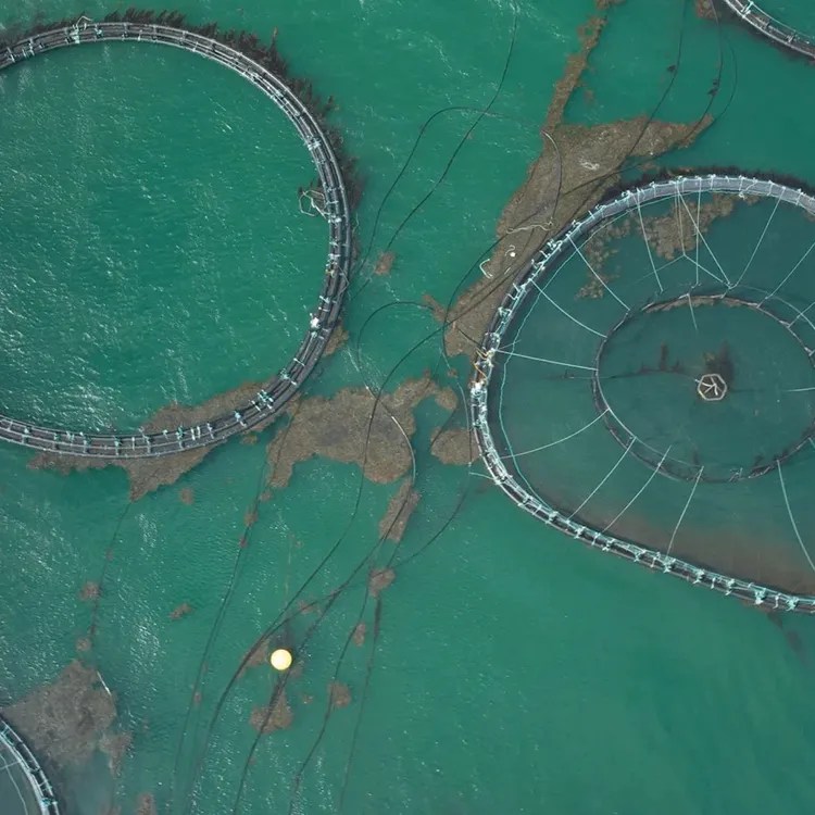 Fish Film image of a fish farm from above