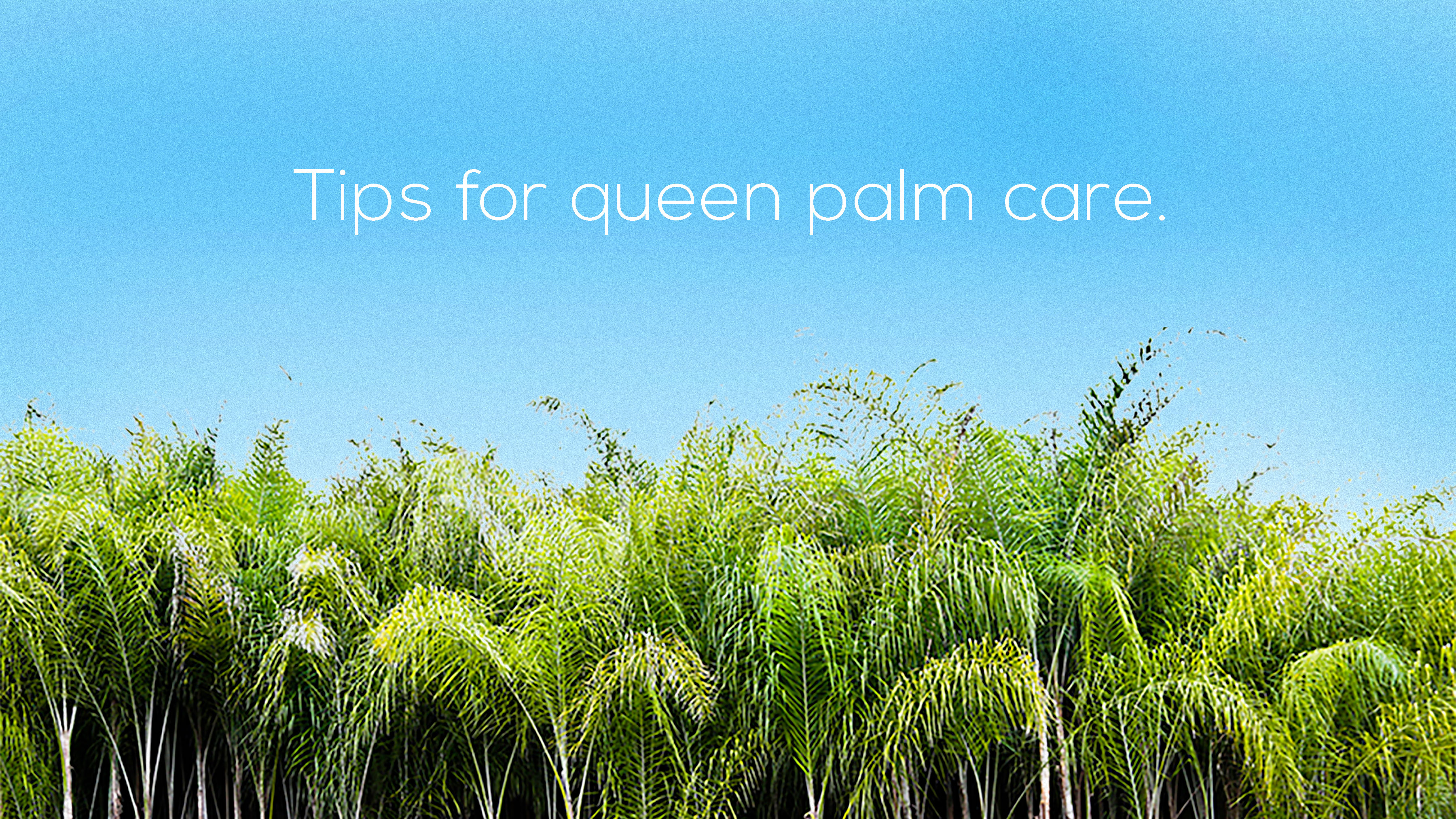 Ponytail Palm Tree Care How To Grow Maintain Ponytail Palm Tree Indoors Apartment Therapy