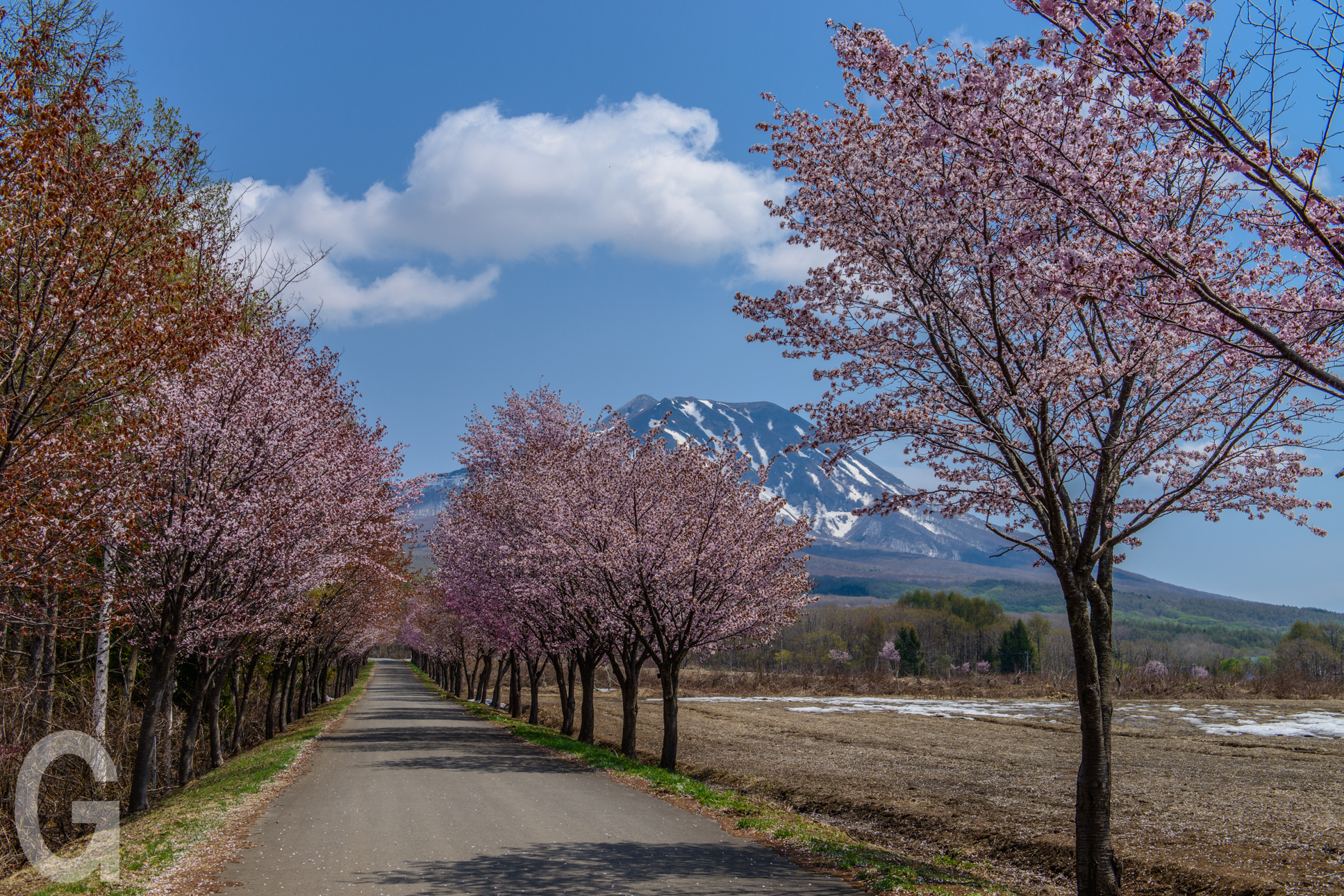桜並木 構内桜並木の一般公開について