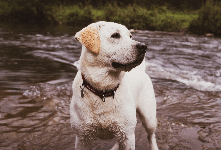 Pet care services near me 05403