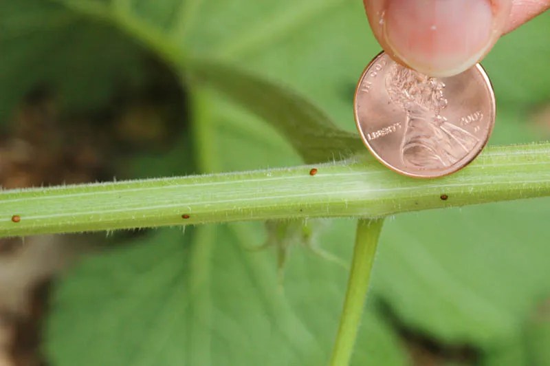 squash vine borer eggs