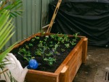 Resources The Green Plot