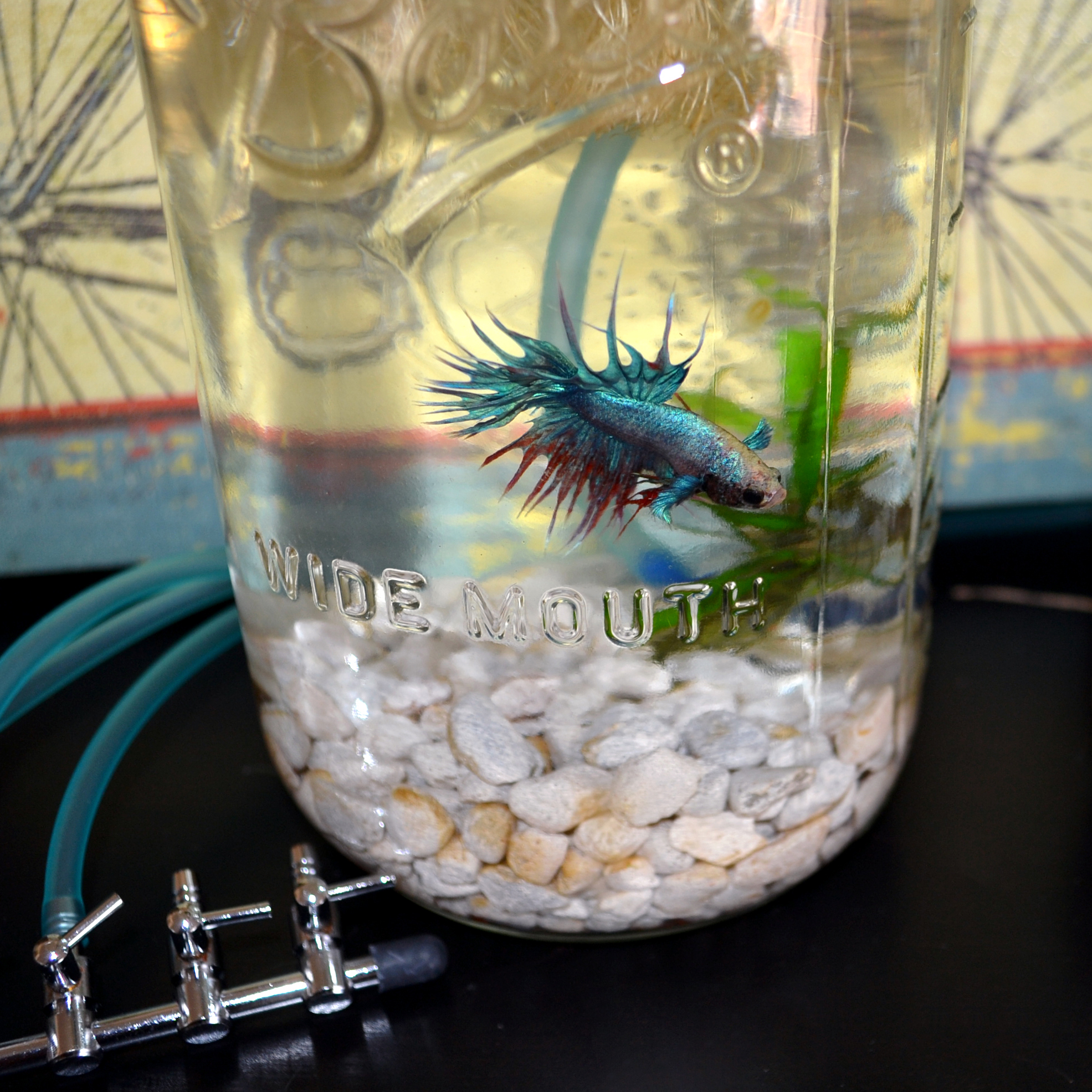 mason jar aquaponics – green plur