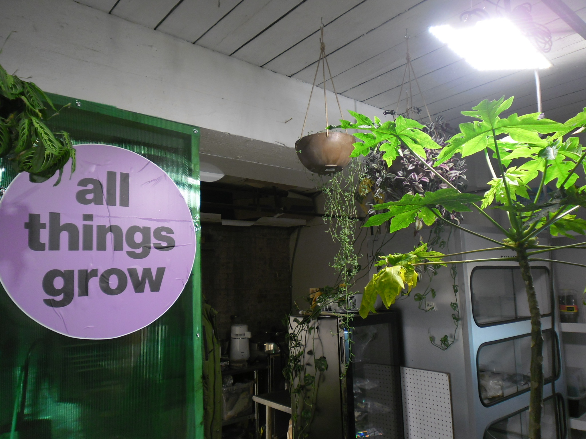 Inside All Things Grow, Greenpoint’s Mushroom and Horticulture Shop