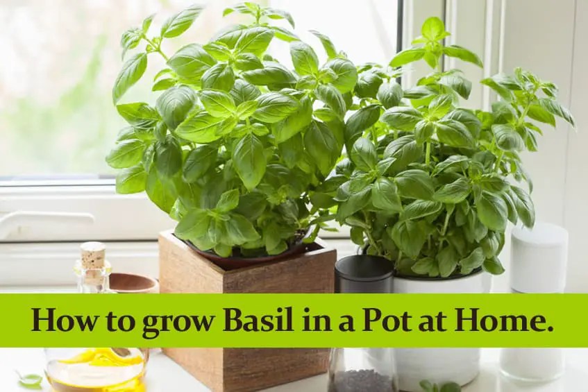 How to grow Basil in a Pot at Home and how to care for it. jpg (847x565)