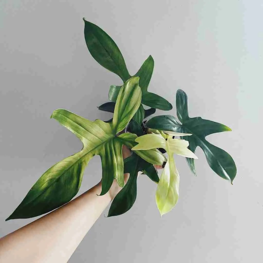 Exclusive range philodendron florida ghost (very limited available) at claessen orchids. How To Grow A Philodendron Florida Ghost A Beginner Care Guide