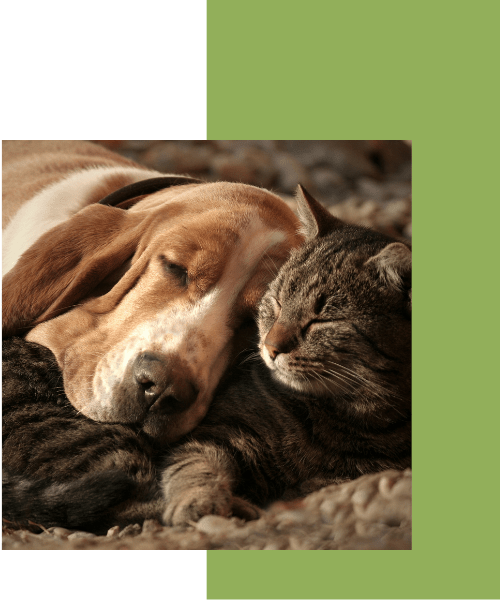 Libertyville veterinary services