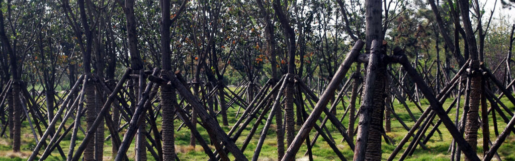 Gardening Guide To Staking And Guying Trees