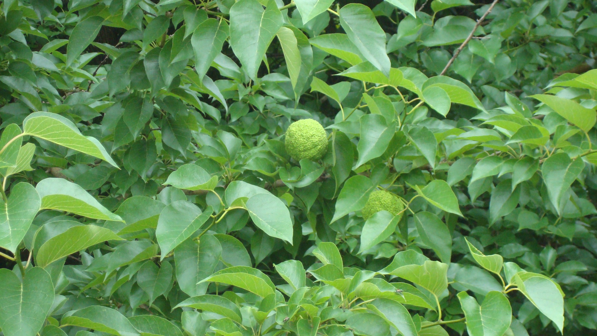 Learn Green Balls That Grow On Oak Trees How To Guides Tips And Tricks Jasmine Plant Bermuda Grass Plants
