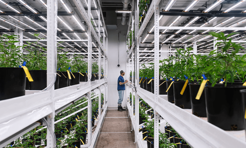 Fluence and Proper Cannabis partner, introduce advanced LED lighting to rising Midwestern cannabis market