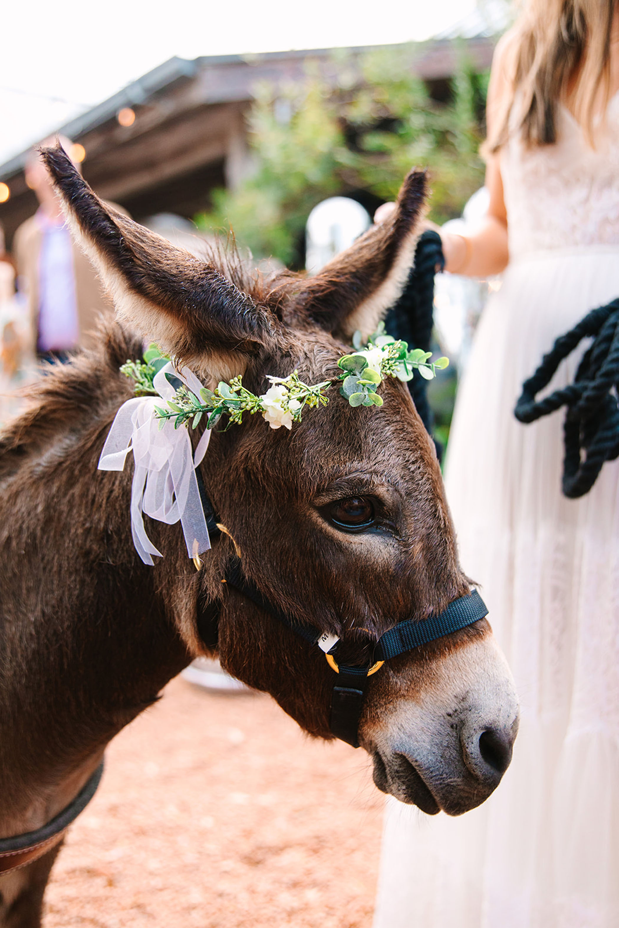 donkey with flower crown