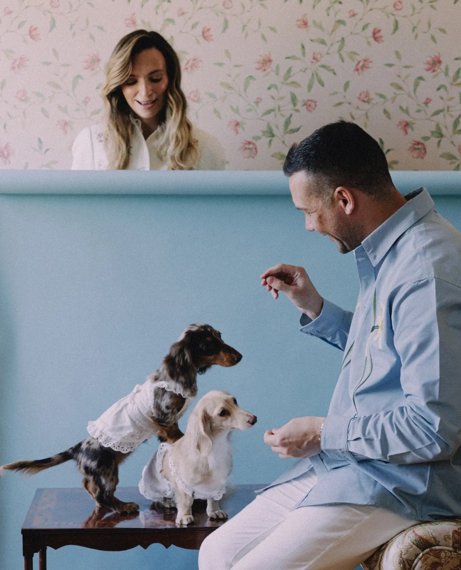 Groom in a light blue shirt feeding treats to two mini dachshunds in white lace outfits while the bride laughs in front of floral wallpaper