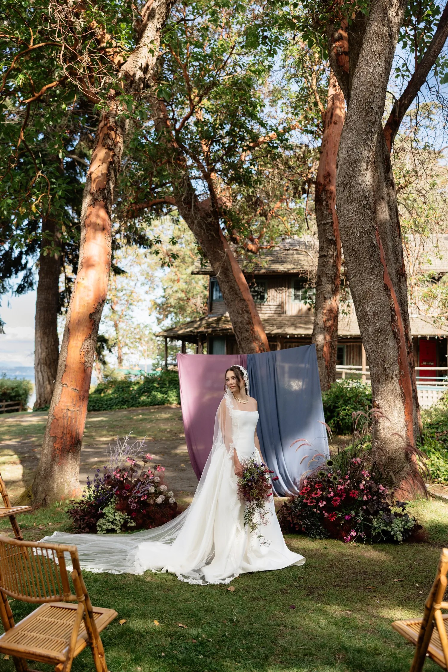 Bride in a strapless ivory satin gown with cathedral train and lace veil standing between two madrona trees at a plum and blue chiffon ceremony backdrop