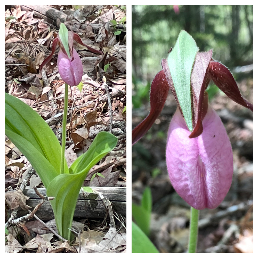 Pink Lady Slipper