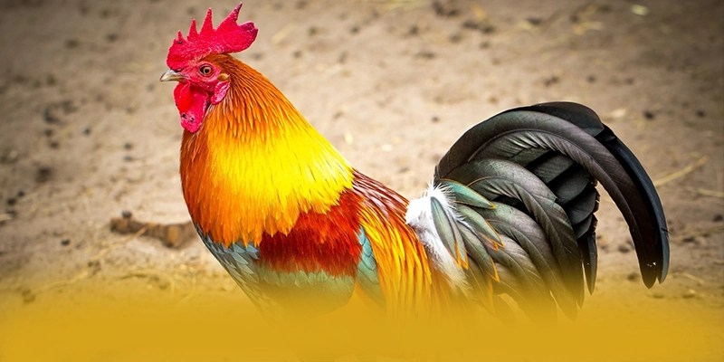 BET88 - Cổng giải trí đáng chơi nhất hiện nay