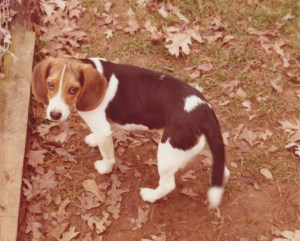 Rocky - late '80's