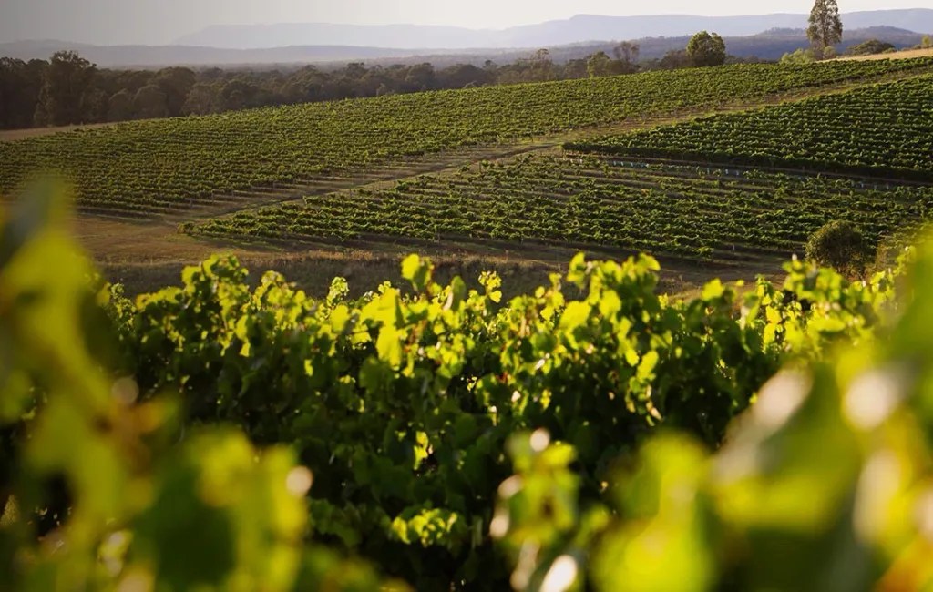 Briar Ridge Fiano