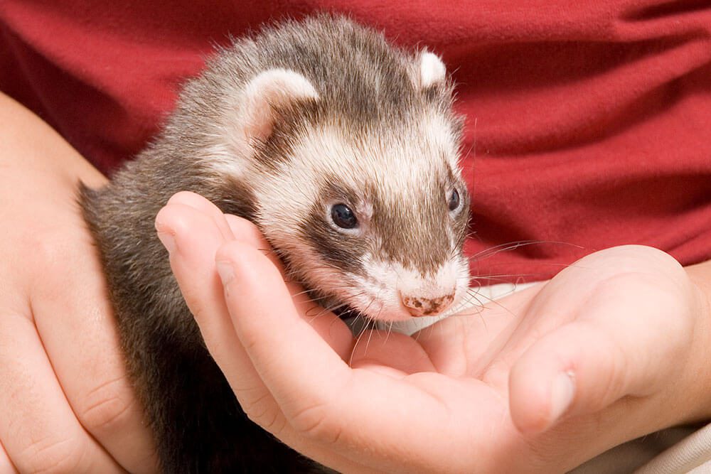 Pet ferrets