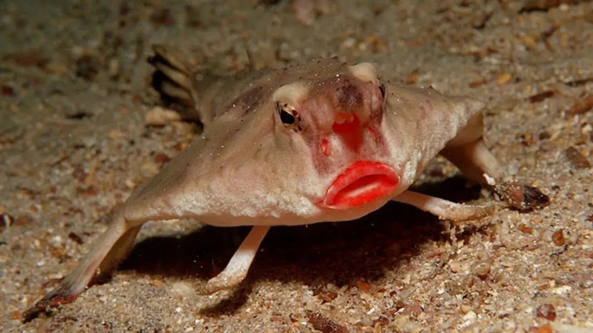 लाल लिपस्टिक लगाई हुई नज़र आती है ये अनोखी मछली, तैरती नहीं बल्कि चलती है: Red Lipped Batfish