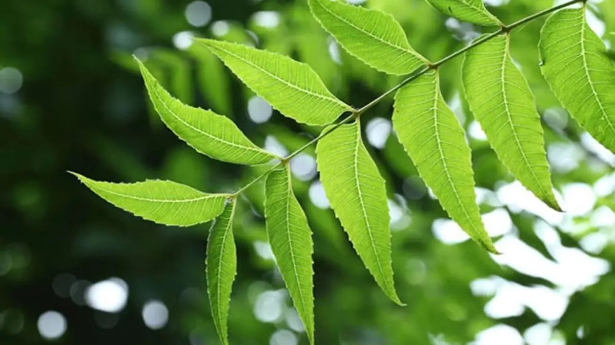 नीम के इन उपायों से ग्रहों का प्रकोप करें शांत, पाएं सुखी जीवन: Neem ke Upay
