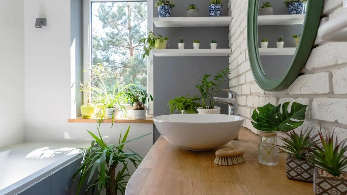 Plants for Bathroom