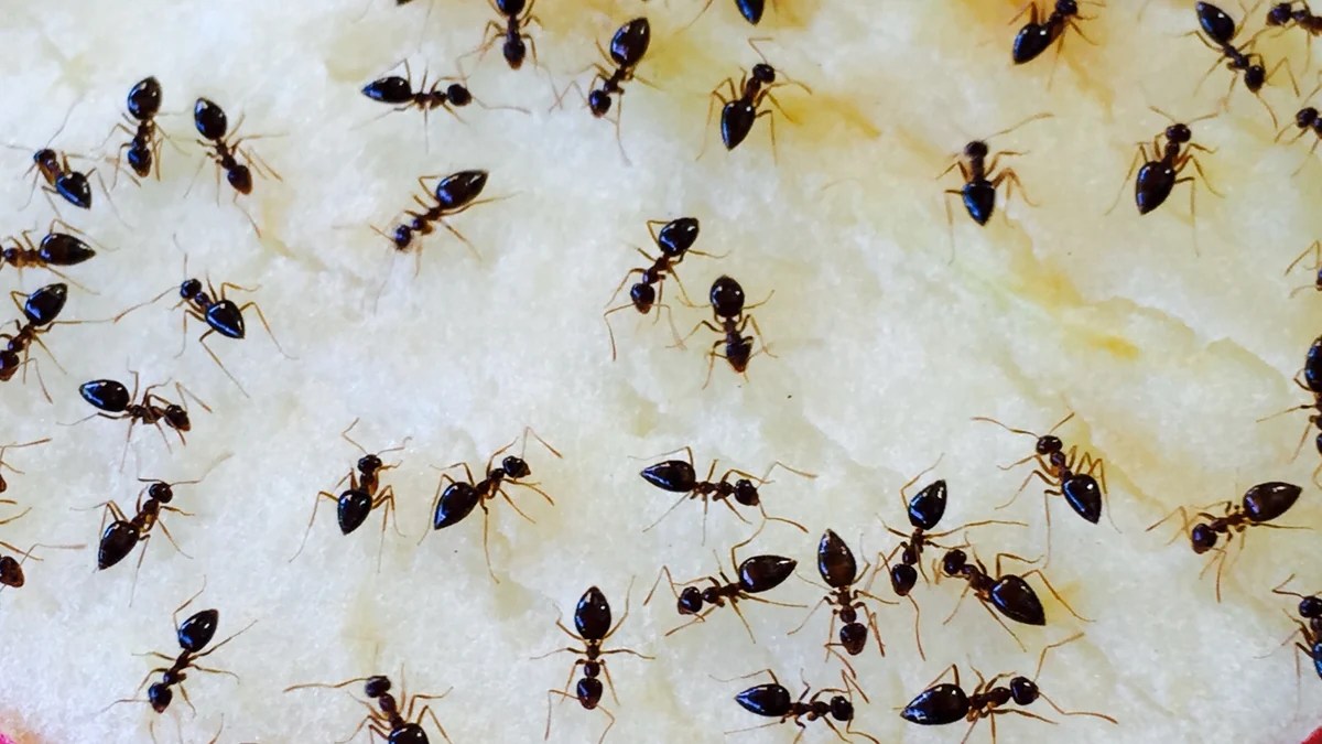 घर में चीटियों से है परेशान तो इन टिप्स की लें मदद: Get Rid of Ants