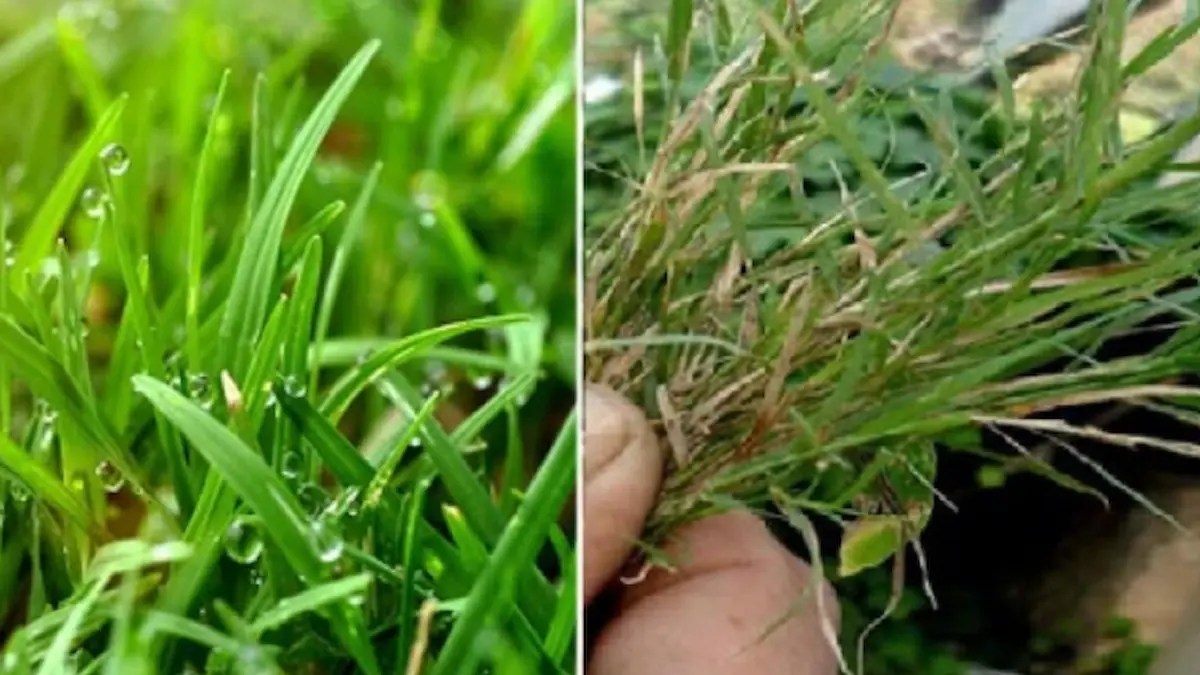 सिर्फ़ भगवान पर चढ़ाने के लिए ही नहीं, सेहत के लिए भी बहुत काम की है हरी दूब: Hari Doob Benefits