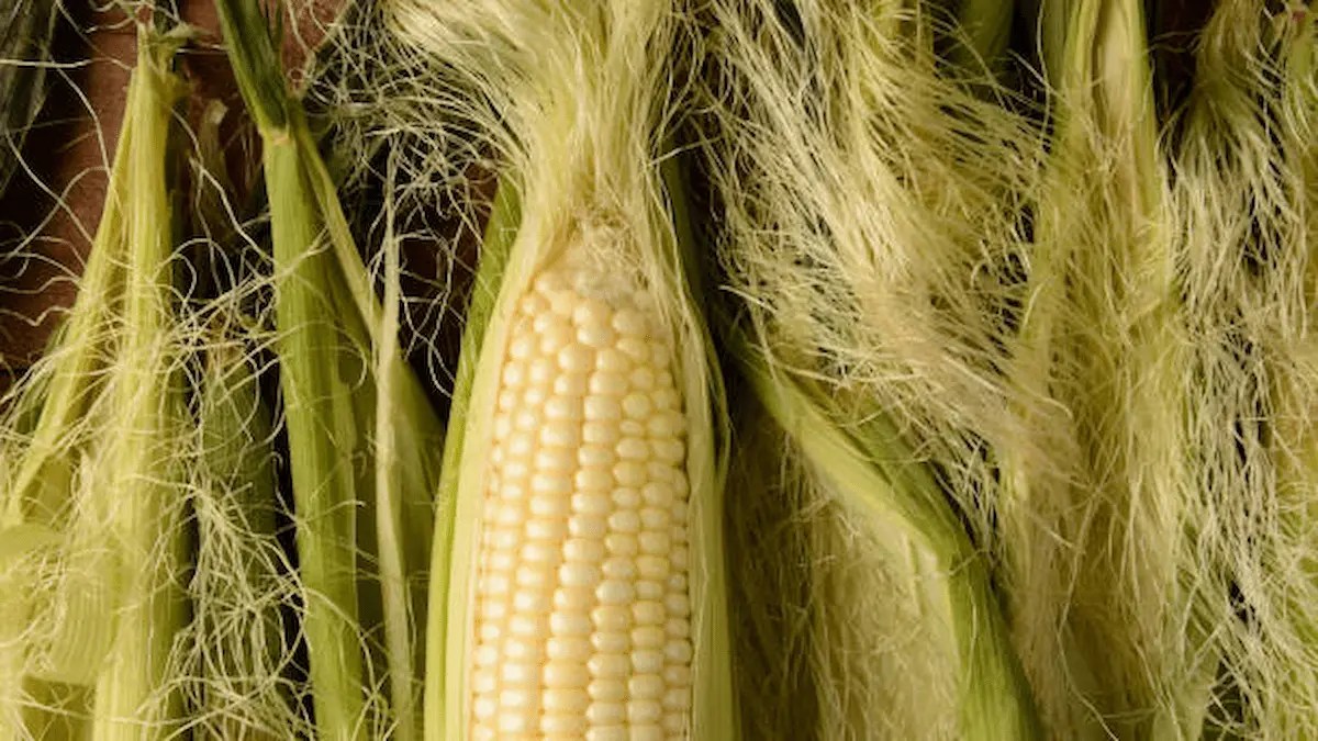Benefits of Corn Silk