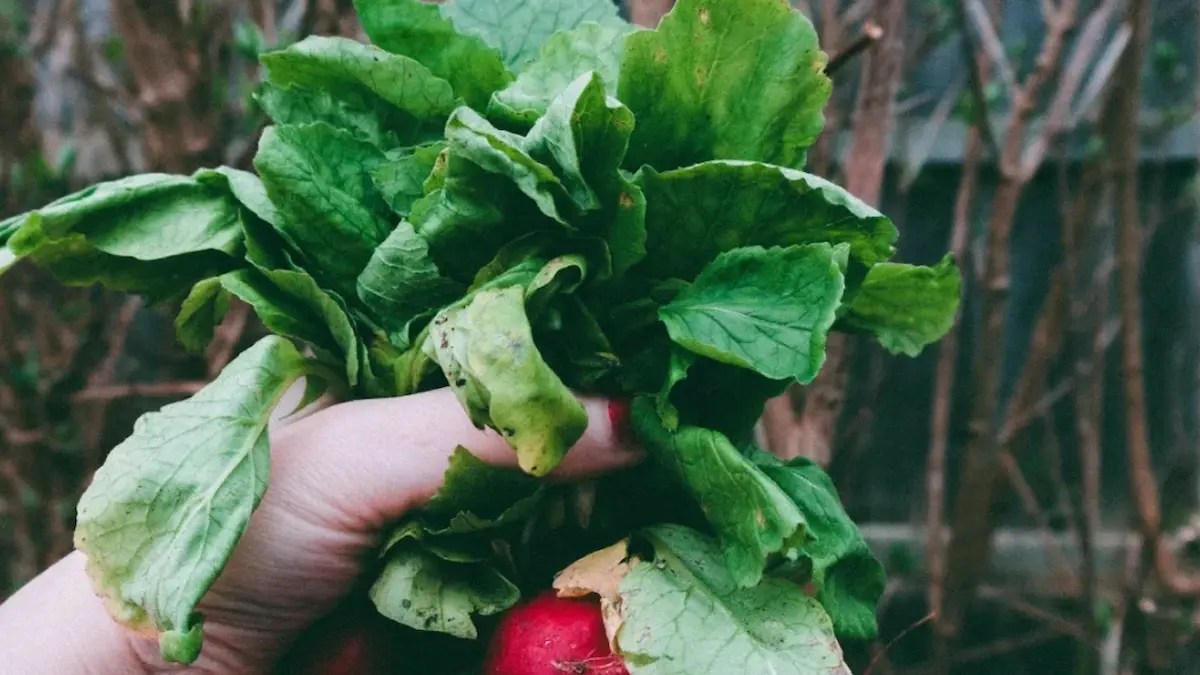 Radish Leaf Recipe  