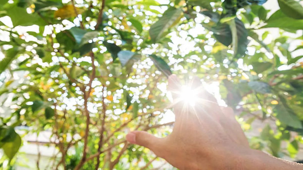 The Power of Sunlight