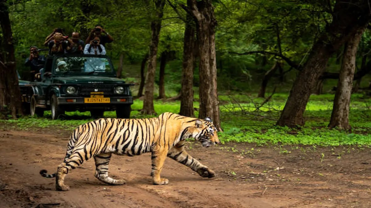 Best Winter Jungle Safari Spots in India