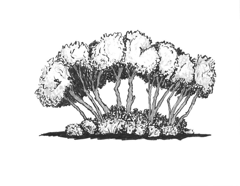 ink and marker drawing of a stand of gambel oak trees