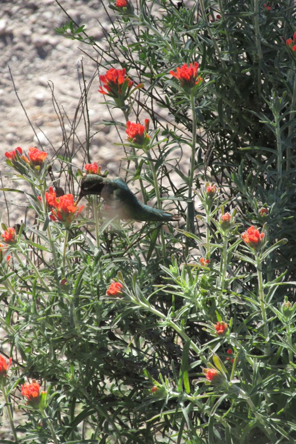 Couldn't get a picture of a condor. But here's a hummingbird for you!