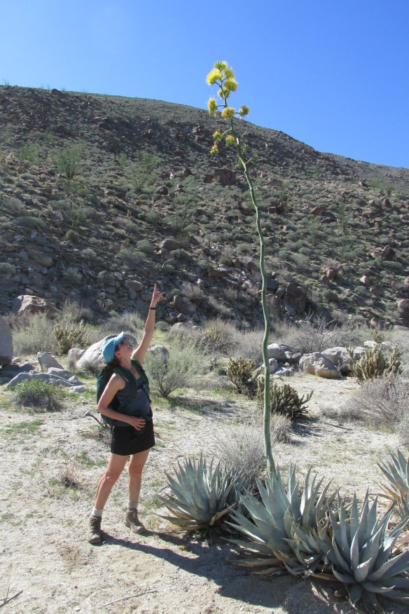Also called Century Plant, 'cause supposedly that's how often it blooms
