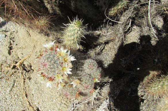 Actually I've no idea what kind of cactus this is. Anyone?