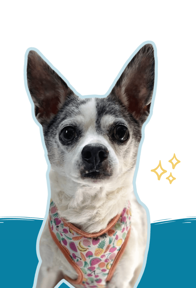 Headshot of dog with flower harness