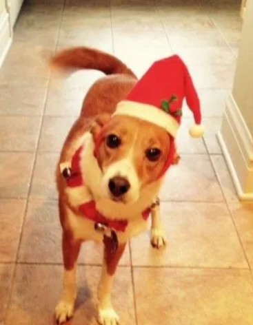 Photo of dog in elf costume