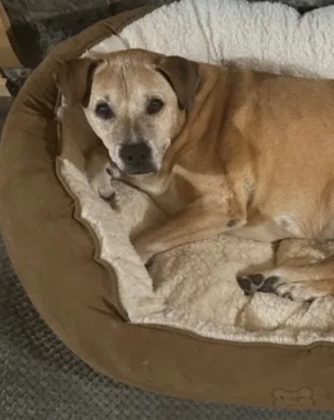 Photo of dog in a bed