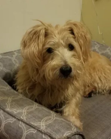 Photo of dog in a bed