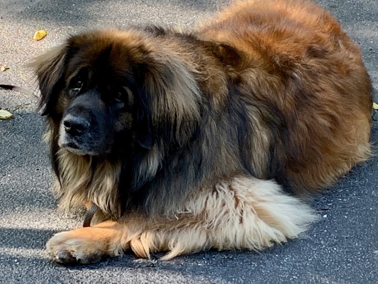 Big fluffy brown dog with a black face laying outside on the driveway